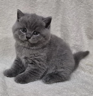  3 süße Britisch-Kurzhaar-Kitten suchen ein liebevolles Zuhause 