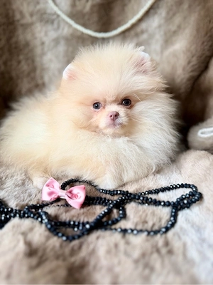 Wunderschöne Pomeranian zwergspitz Hündin 