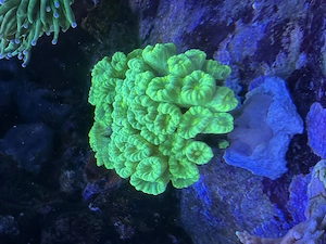 Caulastraea furcata Flötenkoralle GRÜN Meerwasser
