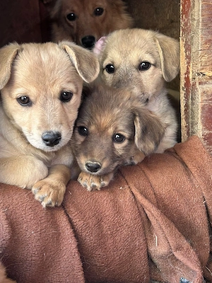 Pupa sucht kein Puppenhaus, sondern ein richtiges Zuhause! 