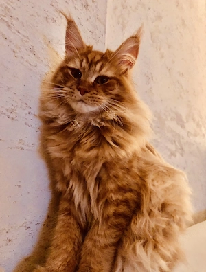 Typvoller Red Tabby Maine Coon Kater (1 Jahr)   Internationaler Champion-Anwärter mit Outcross-Pote