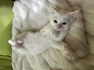 Katzen Baby weiß in liebevolle Hände abzugeben  Kater SOFORT ABHOLBEREIT Kätzchen