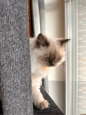 BLH Katze Britsch Langhaar aus Mai 2026 Kitten