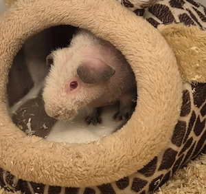 Skinny Pig Meerschweinchen Böckchen sucht dringend ein neues Zuhause 