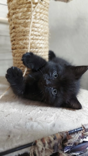 Zuckersüße BKH-Siam-Mix Kitten suchen ein liebevolles Zuhause! 