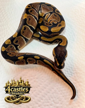 Königspython Classic 100% het. Albino "Nz 26"
