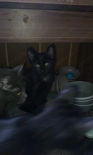 kitten zuverkaufen