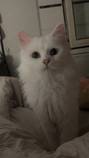 Deckkater 