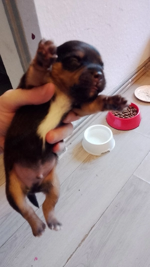 Hundewelpen