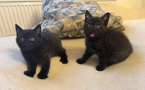 BKH kitten reinrassig Abgabebereit nur noch 2 schwarze Kater 