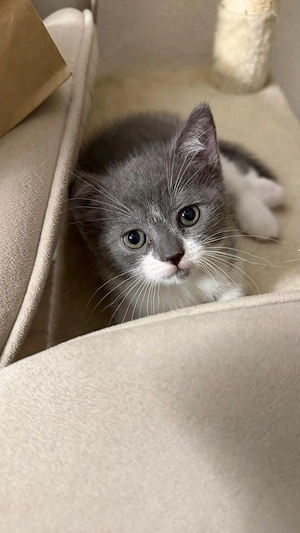 Kleiner Bkh-Mix Kater