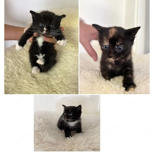 Bengal Mix Kitten Bengalmix Junge Mädchen 