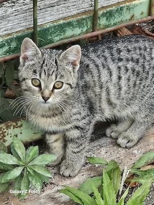 Ein kleiner Herzensbrecher   Bengal-Mix-Kater sucht Zuhause