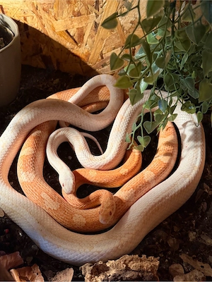 0.2 Kornnattern 