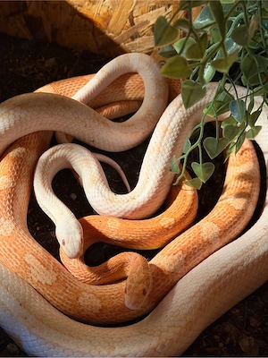0.2 Kornnattern 