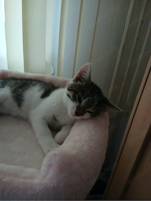 kitte zu vergeben