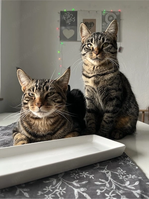 Geschwister Katzen zu verkaufen