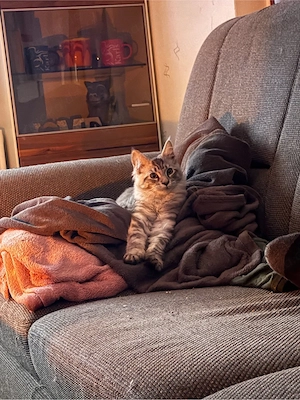 Maine coon 