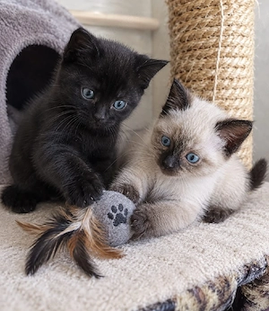 Zuckersüße BKH-Siam-Mix Kitten suchen ein liebevolles Zuhause! 
