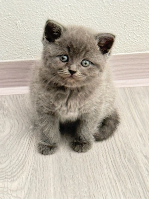 Britisch Kurzhaar Kitten