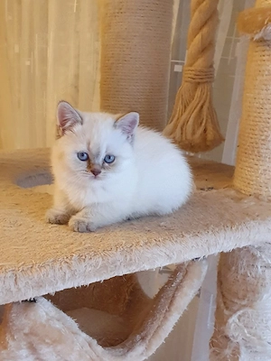 Bkh kitten Blau Augen. 