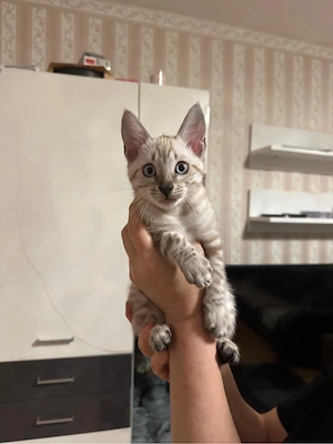 Bengal Kitten 