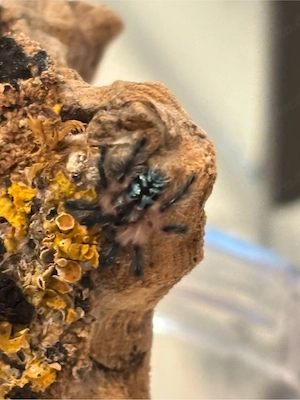 Typhochlaena seladonia 0.0.10
