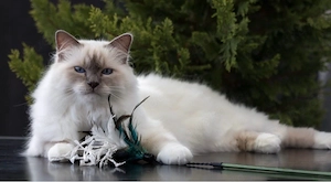 Heilige Birma in gute Hände abzugeben