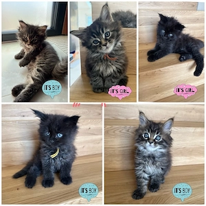 Maine Coon Kätzchen 