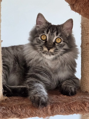Hübscher Mischling Kater abzugeben. Kastriert. 