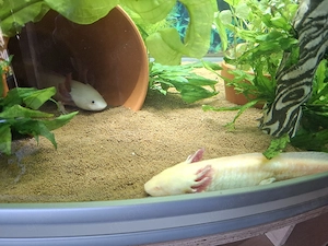 Axolotl Weibchen abzugeben 