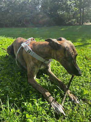 Liebevolles Zuhause für meinen Whippet gesucht  