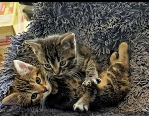 2 Katerchen 