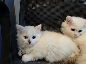 Baby Kätzchen LG