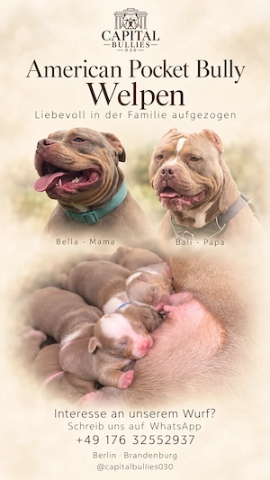 American Bully Welpen mit ABKC    Bella  x Bali
