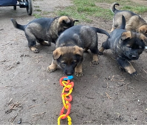 Schäferhundwelpen DDR-Linie, Ahnentafel vom DHR