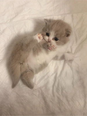bkh kitten