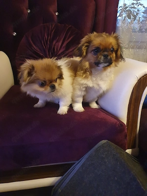 Pekinese Welpen abzugeben!