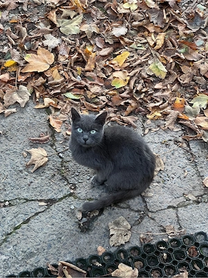 Russisch Blau Mix Katze