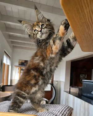 Liebevolle Maine-Coon-Kätzchen suchen ein neues Zuhause     