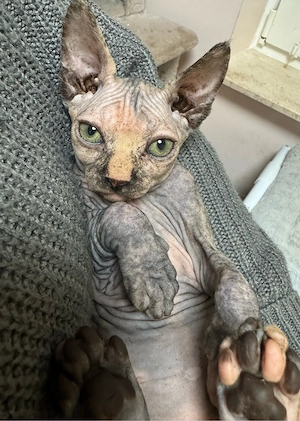    Reinrassige Canadian Sphynx Kitten mit Schnurrhaaren   