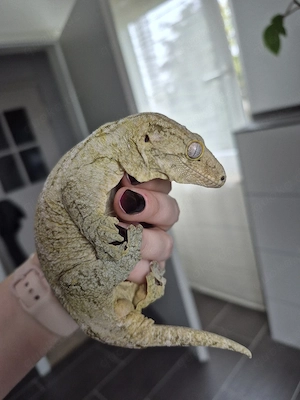 0.1 Rhacodactylus leachianus pine island Weibchen Riesengecko