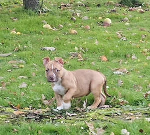 Wunderschöne American Bully Welpen suchen ein liebevolles Zuhause!!