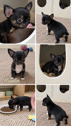 Chihuahua Welpe Hündin Black Trindel reinrassig sucht noch ihre Familie 