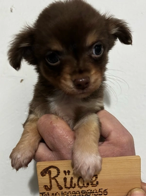 Chihuahua Welpen abzugeben in Langhaar