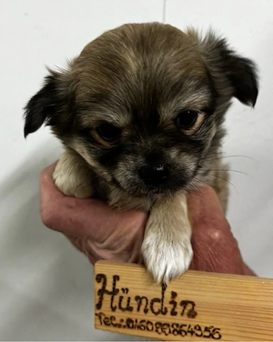 Chihuahua Welpen abzugeben in Langhaar
