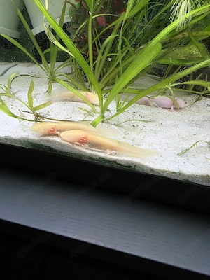 Junge Axolotl suchen neues zuhause