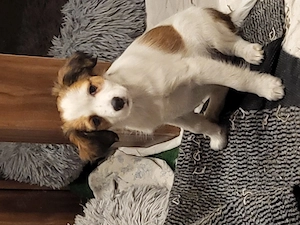 Kooikerhondje Welpen (geb. 28.07.2026)