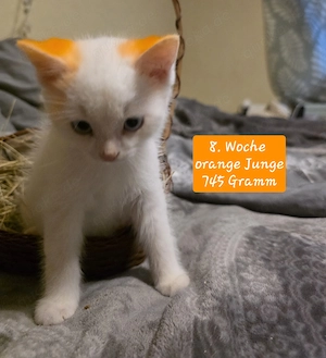 Main Coon-Mix Kitten suchen neues Zuhause