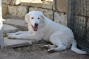 Ares sucht sein Zuhause